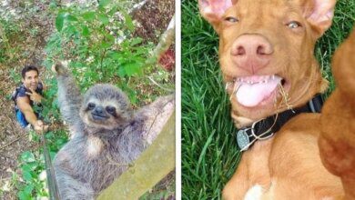 Veja 15 animais que fazem selfies melhores que você
