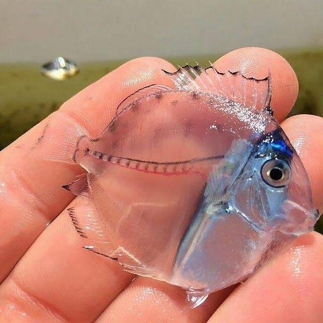 1751509027 274 10 animais transparentes que poderiam ter saido direto de um 1633991331 726 10 Animais transparentes que poderiam ter saido de um filme