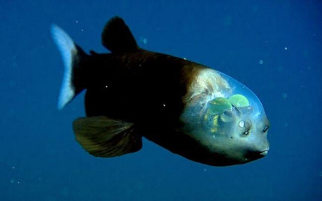 1751509029 545 10 animais transparentes que poderiam ter saido direto de um 1633991335 212 10 Animais transparentes que poderiam ter saido de um filme