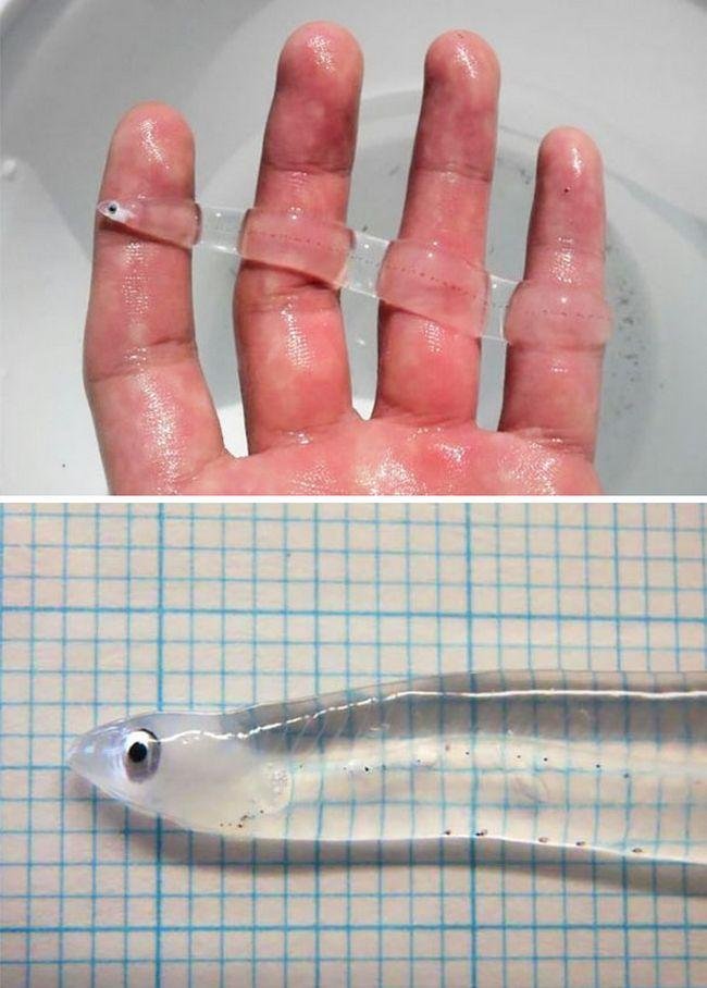 1751509030 669 10 animais transparentes que poderiam ter saido direto de um 1633991338 584 10 Animais transparentes que poderiam ter saido de um filme