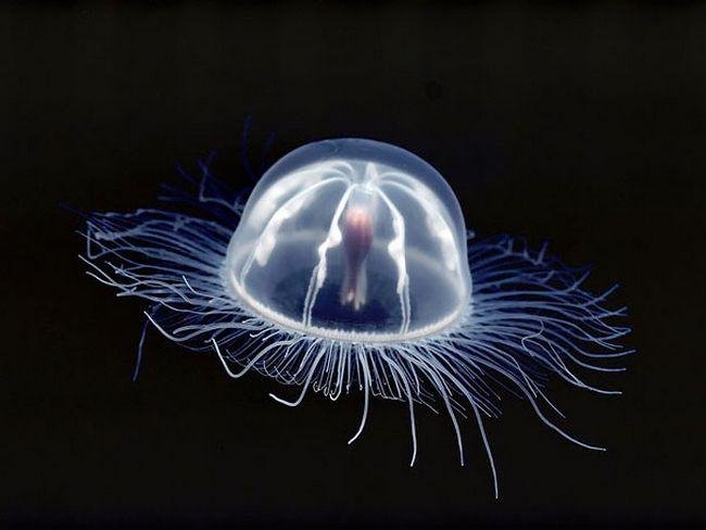 1751509033 186 10 animais transparentes que poderiam ter saido direto de um 1633991345 422 10 Animais transparentes que poderiam ter saido de um filme