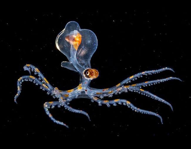 1751509033 496 10 animais transparentes que poderiam ter saido direto de um 1633991342 589 10 Animais transparentes que poderiam ter saido de um filme