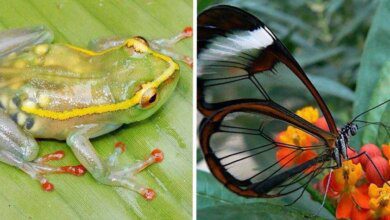 1751509034 10 animais transparentes que poderiam ter saido direto de um 10 animais transparentes que poderiam ter saído direto de um filme de fantasia