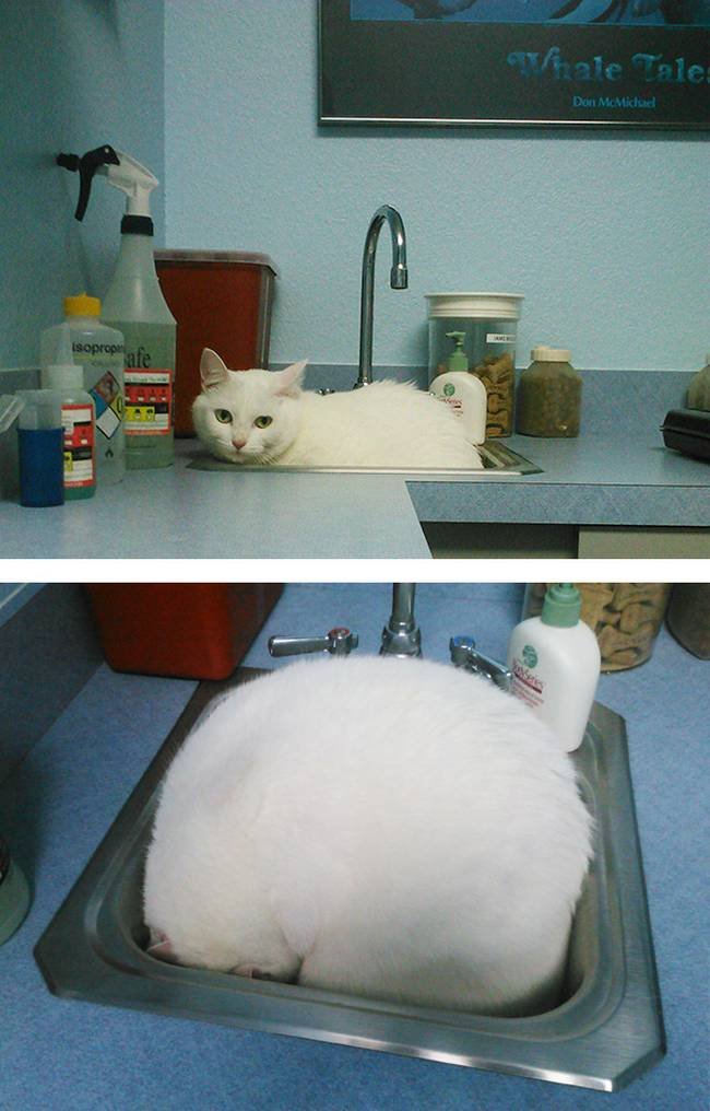 1751509497 567 25 gatos assustados ao descobrirem que estao no veterinario 7-25-gatos-devastados-ao-descobrirem-que-estao-no-veterinario