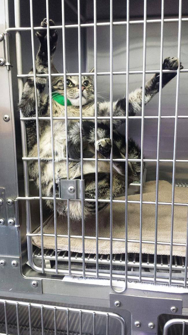 1751509499 262 25 gatos assustados ao descobrirem que estao no veterinario 9-25-gatos-devastados-ao-descobrirem-que-estao-no-veterinario