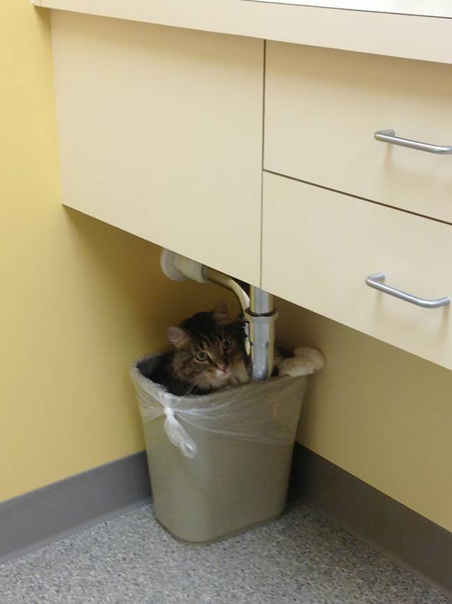 1751509503 750 25 gatos assustados ao descobrirem que estao no veterinario 13-25-gatos-devastados-ao-descobrirem-que-estao-no-veterinario