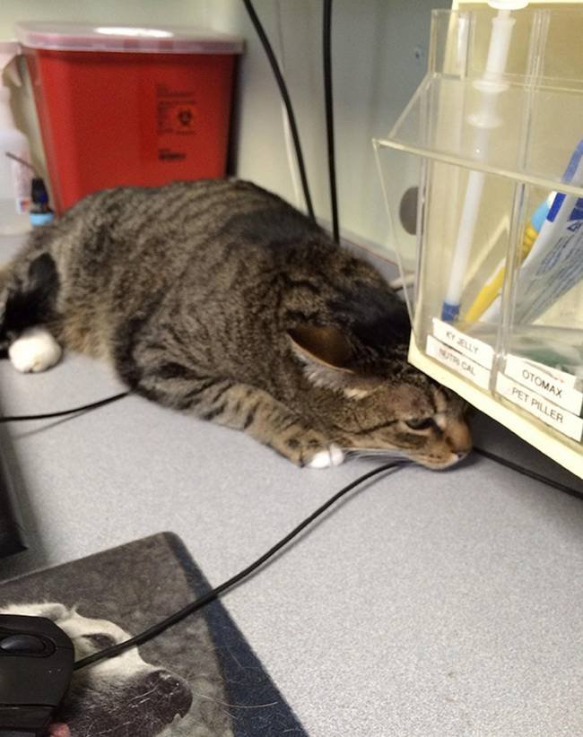1751509505 435 25 gatos assustados ao descobrirem que estao no veterinario 15-25-gatos-devastados-ao-descobrirem-que-estao-no-veterinario