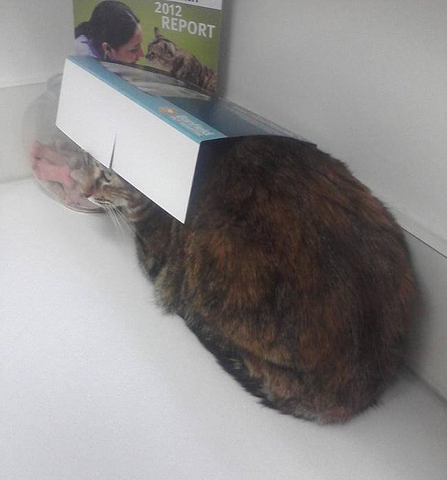 1751509507 837 25 gatos assustados ao descobrirem que estao no veterinario 18-25-gatos-devastados-ao-descobrirem-que-estao-no-veterinario