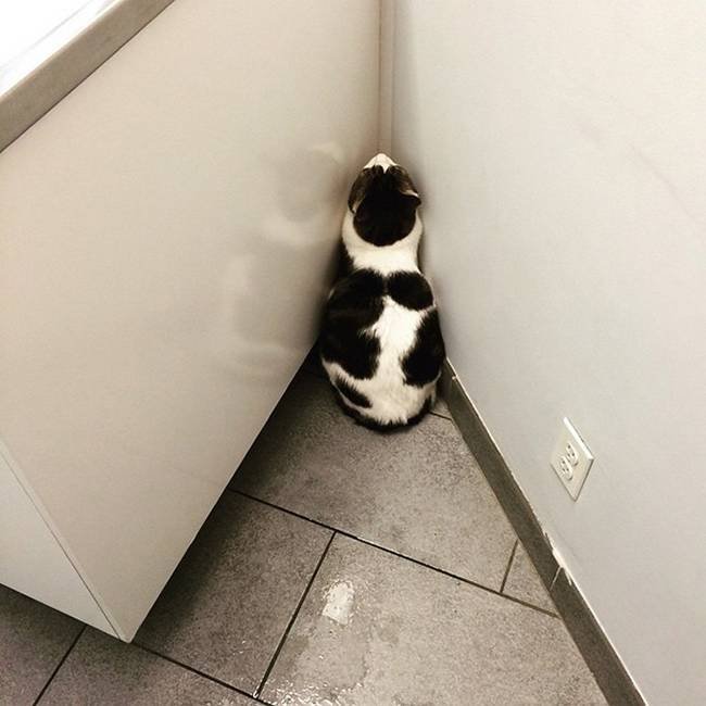 1751509508 504 25 gatos assustados ao descobrirem que estao no veterinario 20-25-gatos-devastados-ao-descobrirem-que-estao-no-veterinario