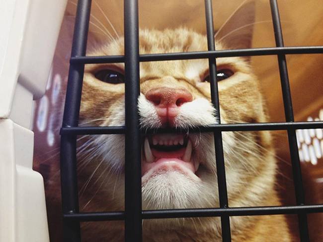 1751509508 728 25 gatos assustados ao descobrirem que estao no veterinario 19-25-gatos-devastados-ao-descobrirem-que-estao-no-veterinario