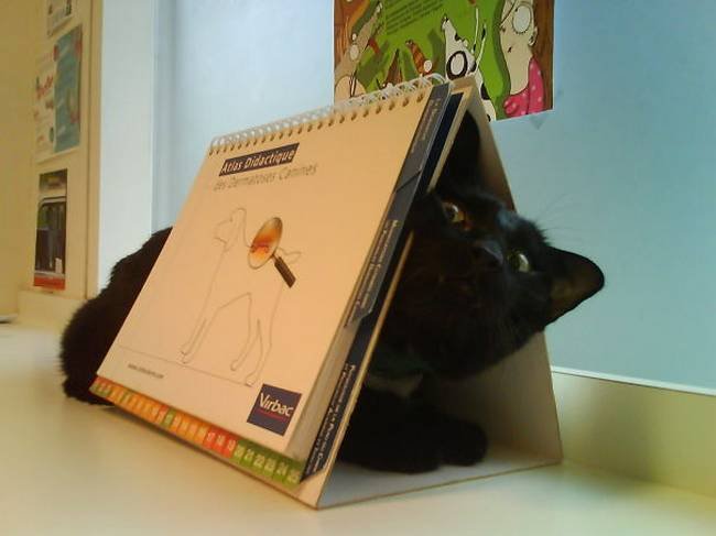 1751509509 529 25 gatos assustados ao descobrirem que estao no veterinario 22-25-gatos-devastados-ao-descobrirem-que-estao-no-veterinario