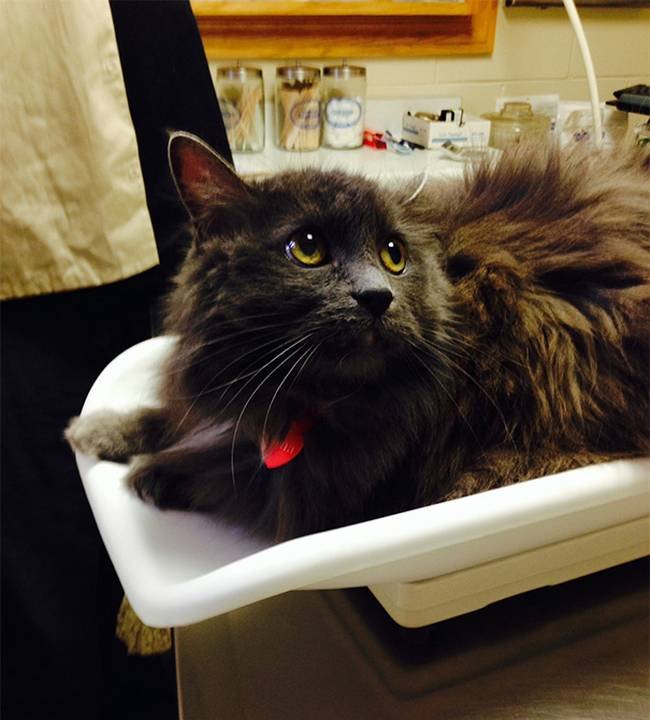 1751509509 722 25 gatos assustados ao descobrirem que estao no veterinario 25 Gatos assustados ao descobrirem que estão no veterinário