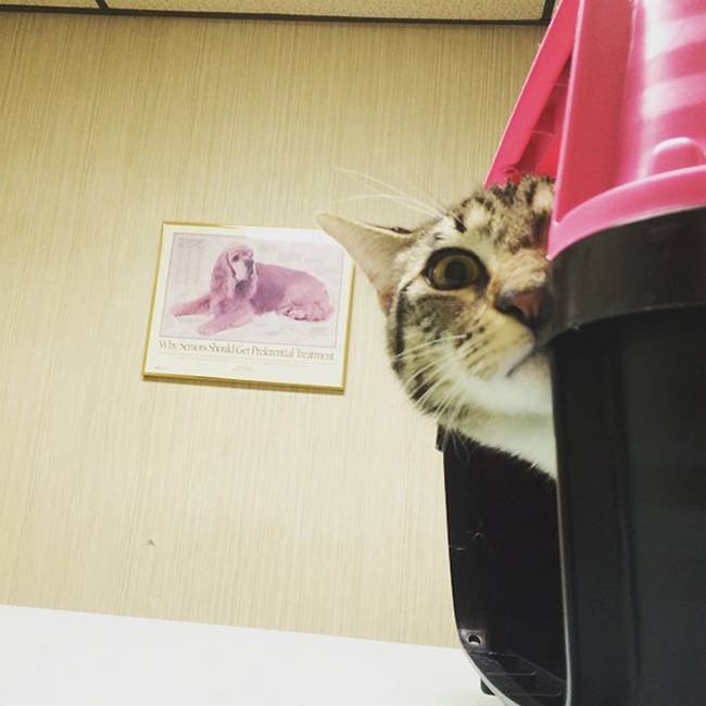 1751509511 343 25 gatos assustados ao descobrirem que estao no veterinario 24-25-gatos-devastados-ao-descobrirem-que-estao-no-veterinario