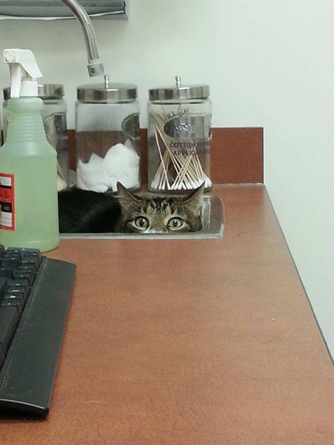 1751509512 34 25 gatos assustados ao descobrirem que estao no veterinario 25-25-gatos-devastados-ao-descobrirem-que-estao-no-veterinario