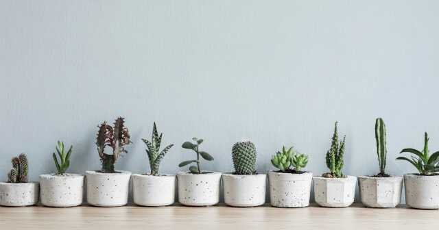 1623846433 878 Como fazer vaso de cimento em casa