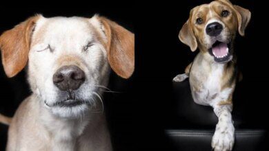 Ensaio mostra a beleza de animais doentes e deficientes