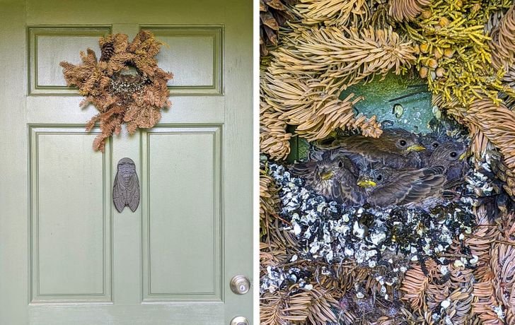 1751512353 348 fotos fascinantes que provam que a mae natureza ainda pode 1649124554 459 Fotos fascinantes que provam que a Mae Natureza ainda pode