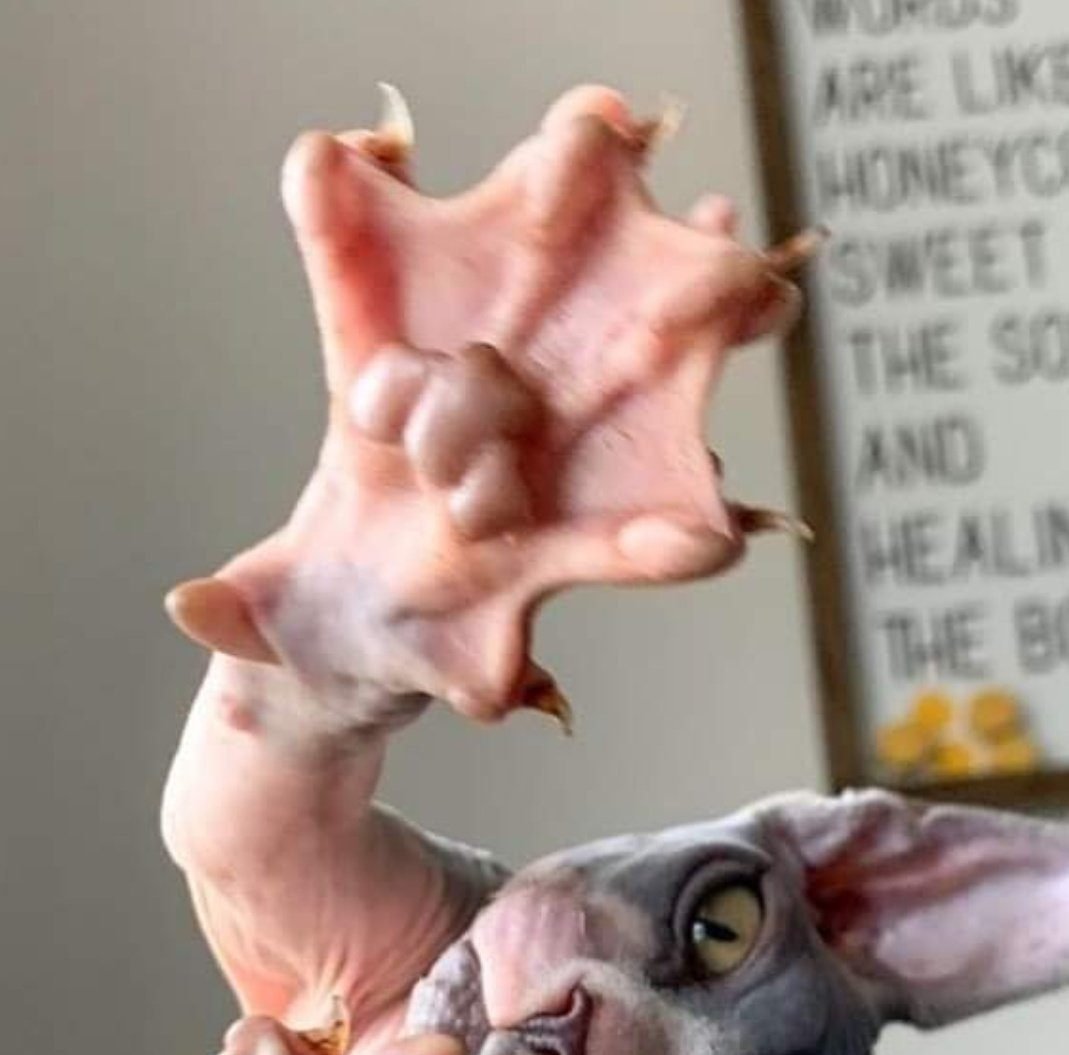 1751512358 9 fotos fascinantes que provam que a mae natureza ainda pode 1649124561 918 Fotos fascinantes que provam que a Mae Natureza ainda pode