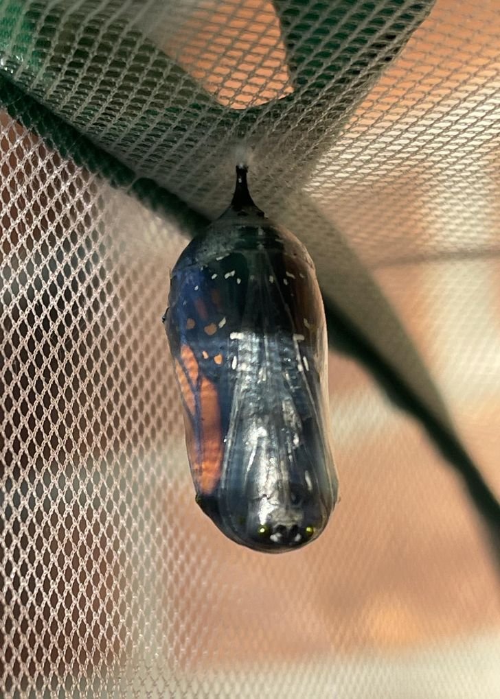 1751512359 872 fotos fascinantes que provam que a mae natureza ainda pode 1649124563 486 Fotos fascinantes que provam que a Mae Natureza ainda pode