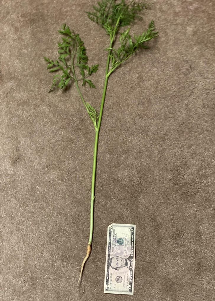 1751512360 889 fotos fascinantes que provam que a mae natureza ainda pode 1649124564 916 Fotos fascinantes que provam que a Mae Natureza ainda pode