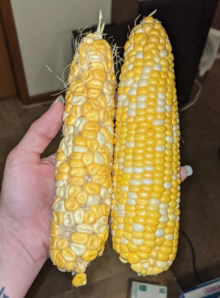 1751512364 972 fotos fascinantes que provam que a mae natureza ainda pode 1649124568 68 Fotos fascinantes que provam que a Mae Natureza ainda pode