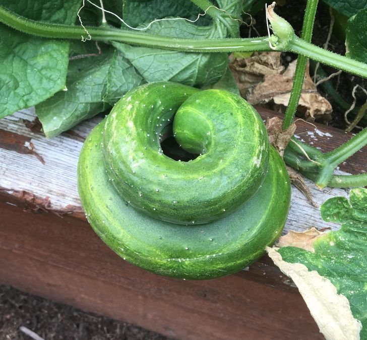 1751512365 167 fotos fascinantes que provam que a mae natureza ainda pode 1649124570 376 Fotos fascinantes que provam que a Mae Natureza ainda pode