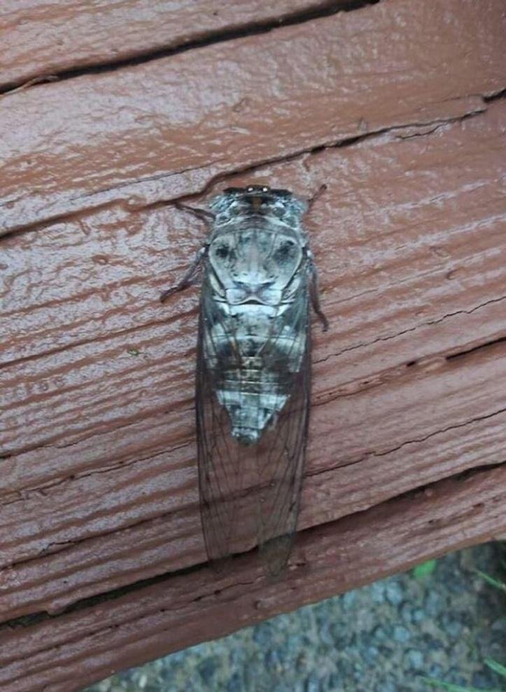 1616078505 681 18 objetos que mostraram uma outra face totalmente diferente do