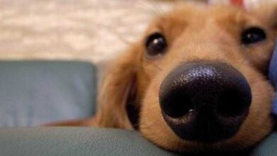 Cães veem os donos como se fossem seus pais