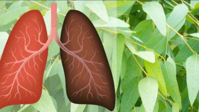 7 Ervas que combatem viroses, infecções, estimulam o sistema imunológico