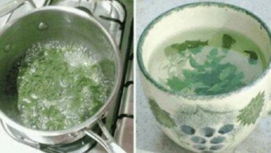 1751588228 folha de amora e milagrosa para as mulheres equilibra os Folha de amora é milagrosa para as mulheres: equilibra os hormônios e emagrece