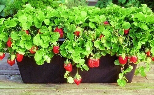 1751594107 975 aprenda como plantar morango Como-plantar-morango