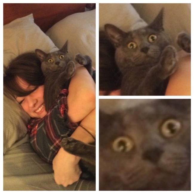 animais-querem-voce-pare-1