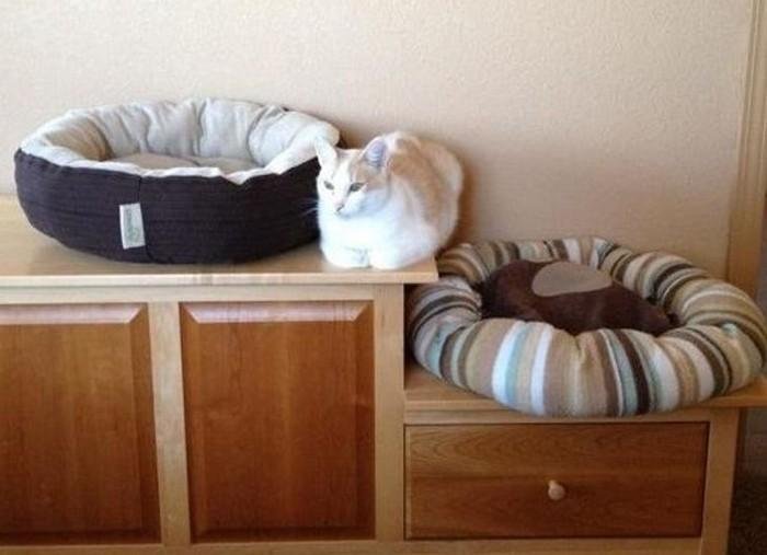 20 animais que adoram ficar nas posicoes e nos lugares 20 Animais que adoram ficar nas posicoes e nos lugares