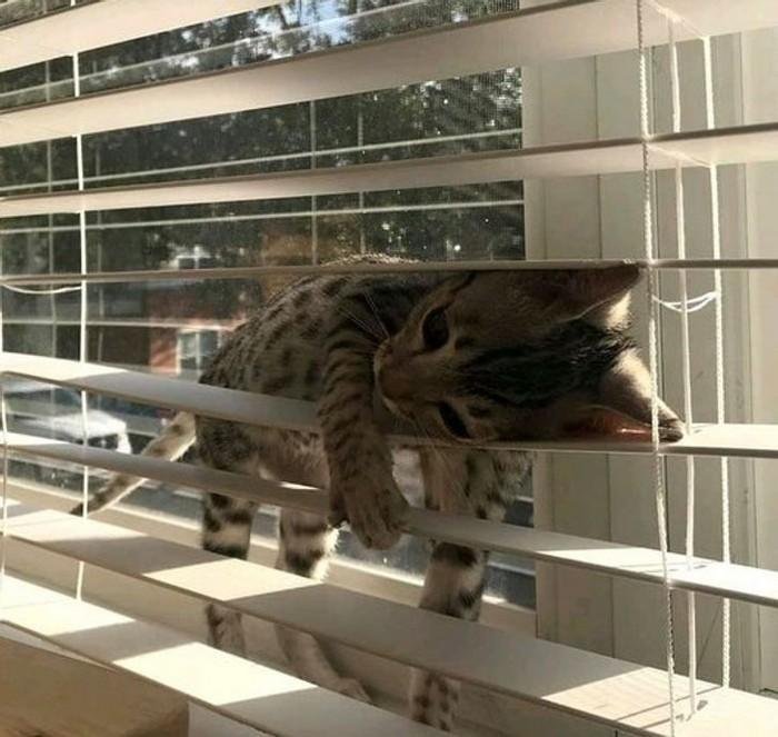 20 animais que adoram ficar nas posicoes e nos lugares 20 Animais que adoram ficar nas posicoes e nos lugares