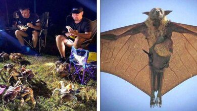 22 Vezes em que a natureza  mostrou seu lado bizarro