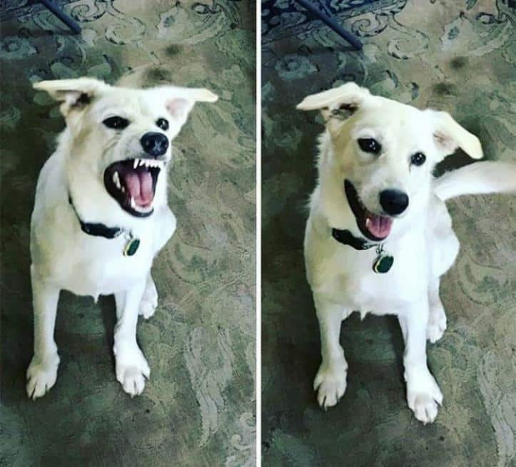 26 fotos do antes e depois de animais serem chamados 30 fotos do antes e depois de alguns animais serem