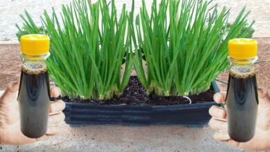 3 DICAS para ter as cebolinhas fortes na HORTA