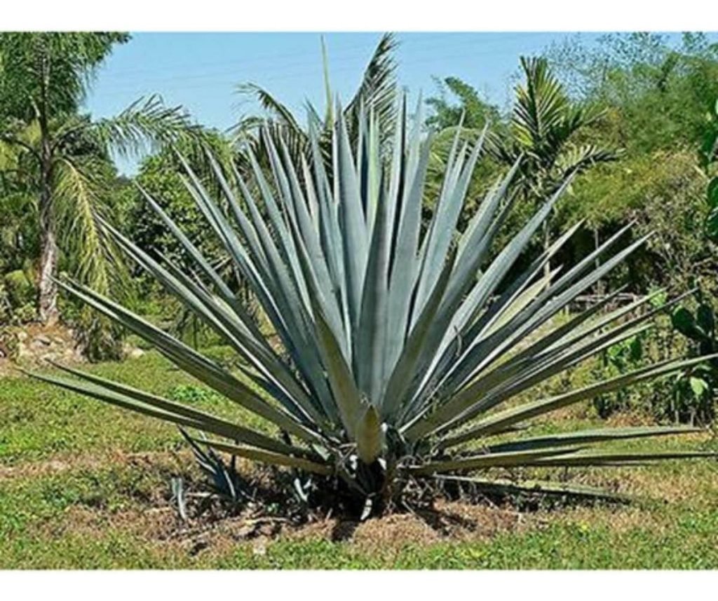 3 Plantas Resistentes ao Sol