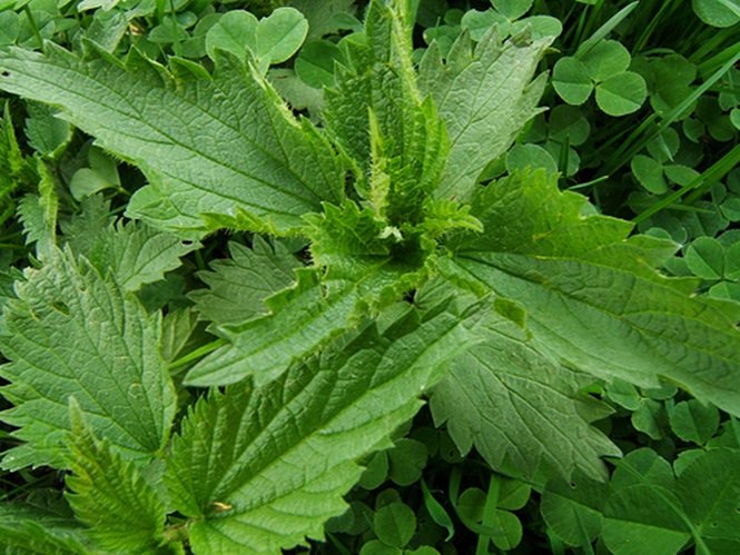 5 remedios naturais capazes de acabar com a rinite alergica 2