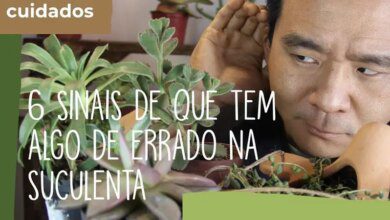 6 Sinais de que a sua suculenta não está bem.