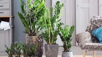 7 Dicas para cuidar da zamioculca