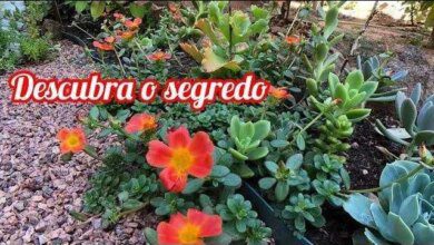 A Melhor Estratégia para Plantar Onze Horas