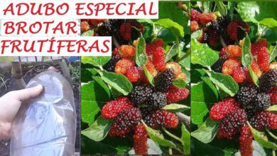 Adubo Especial Fácil Para Germinar Qualquer Frutífera