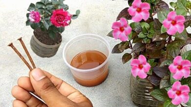 Apenas 1 Prego faz Qualquer Flor Florir e Turbinar