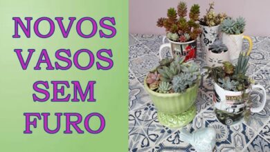 Aprenda a Plantar Suculentas em Vasos sem Furos
