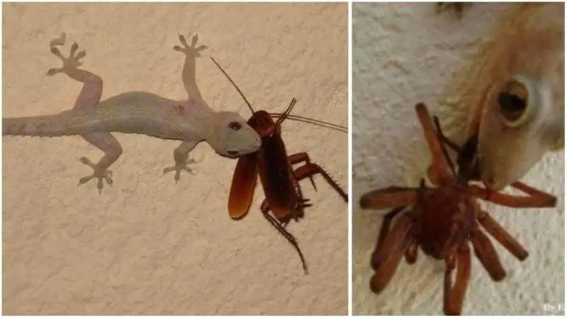 As lagartixas são grandes aliadas na hora de cuidar da sua casa, preserve-as!