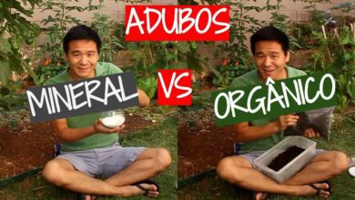 As verdadeiras diferenças entre Adubo orgânico vs químico