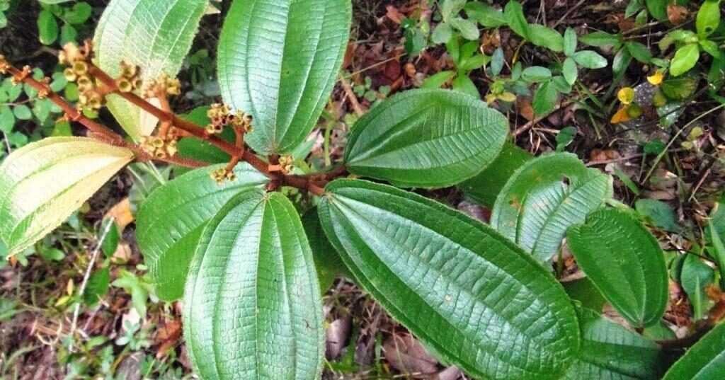 beneficios do cha de canela de velho para saude tudo Beneficios do cha de canela de velho para saude e1609353053850