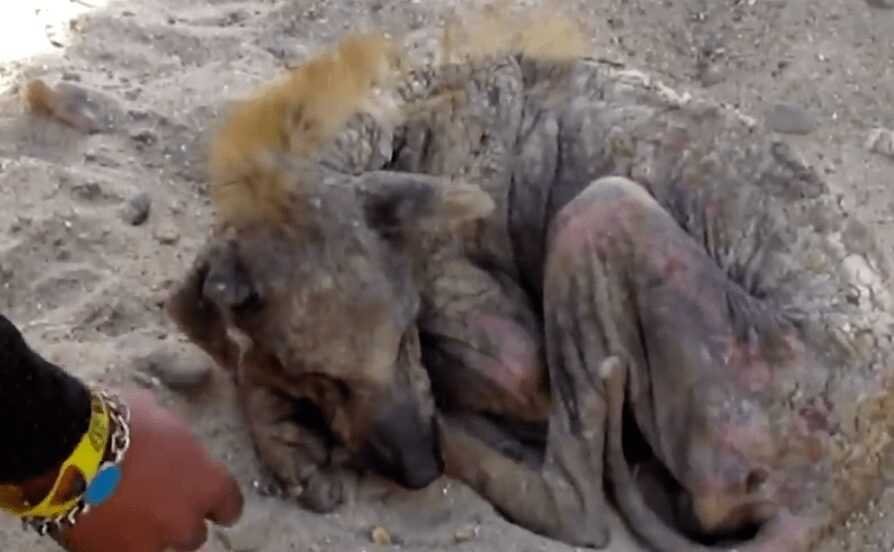 Cachorro resgatado tem 9 quilos de pelo emaranhado removido e