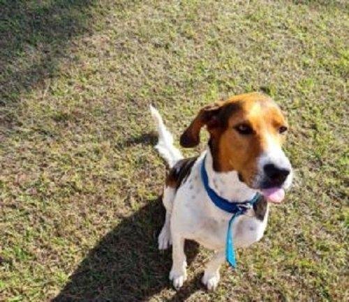 Cao e flagrado tocando a campainha da sua casa para
